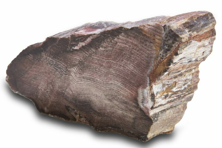 Colorful Petrified Wood End Cut - Utah #302986